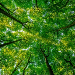 Hãy sử dụng sàn gỗ đạt chứng nhận FSC