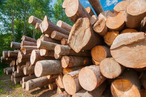 So sánh gỗ cứng, gỗ mềm & ứng dụng trong ngành hàng sàn gỗ