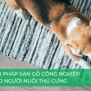 Giải pháp sàn gỗ công nghiệp cho người nuôi thú cưng