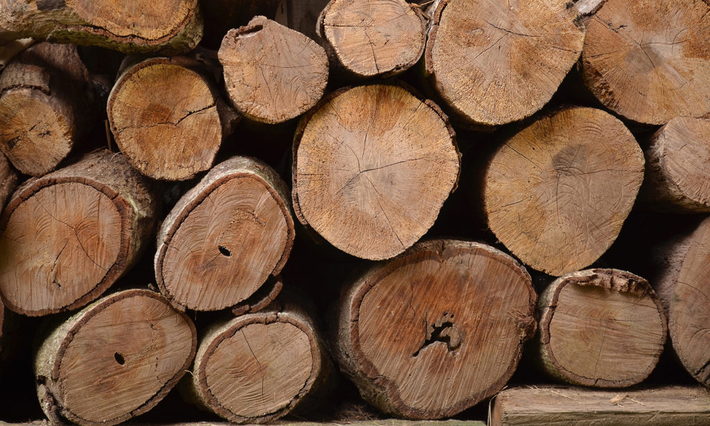 So sánh gỗ cứng, gỗ mềm ứng dụng trong ngành hàng sàn gỗ